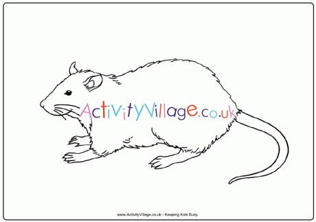 Rat colouring page