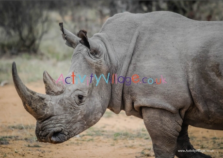 Rhino poster 2
