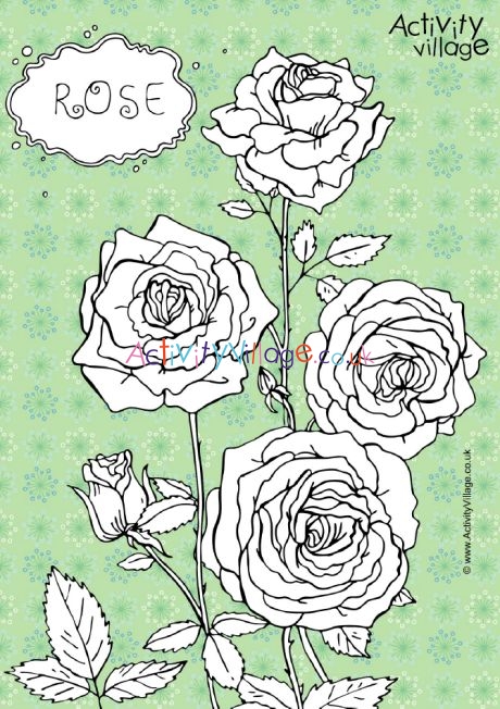 Rose colouring page 2