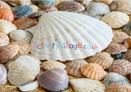 Sea Shells Poster