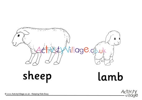 Sheep and Lamb Colouring Page