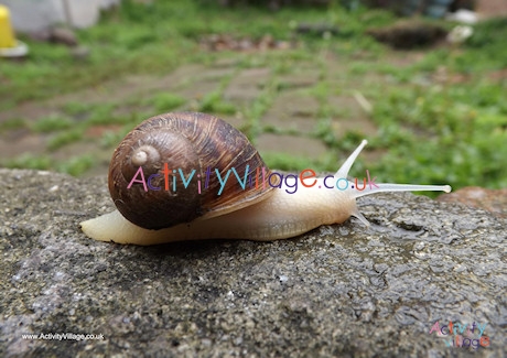 Snail Poster 2