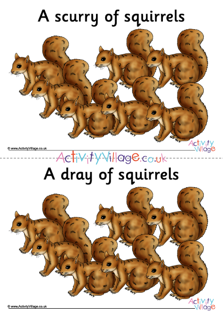 Squirrel Collective Noun Posters