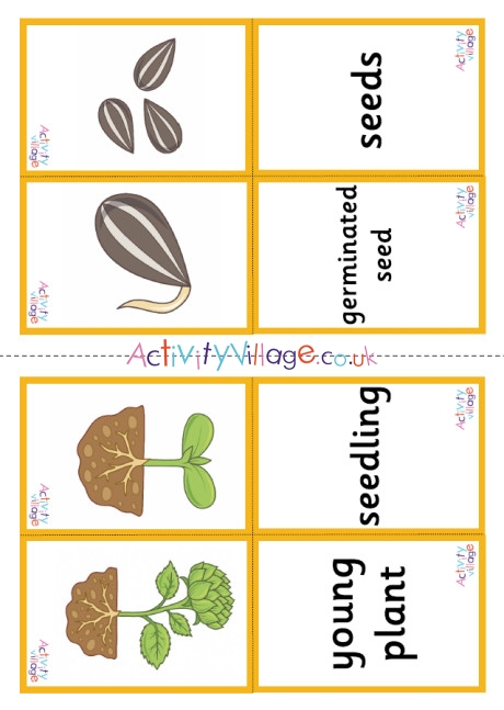 Sunflower Life Cycle Matching Cards