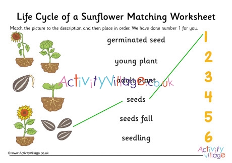 Sunflower Life Cycle Matching Worksheet