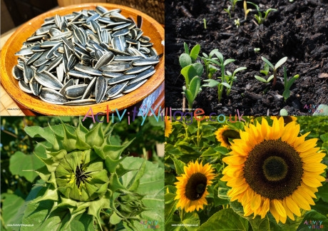 Sunflower Life Cycle Photo Posters