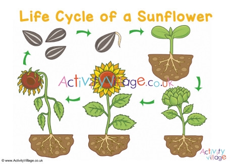 Sunflower Life Cycle Poster