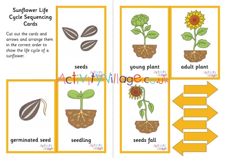 Sunflower Life Cycle Sequencing Cards