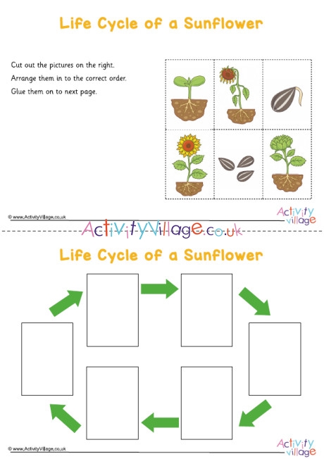 Sunflower Life Cycle Sequencing Worksheet
