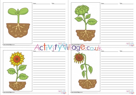 Sunflower Life Cycle Story Paper Set - Blank