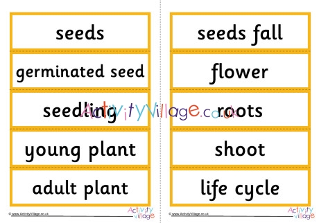 Sunflower Life Cycle Word Cards