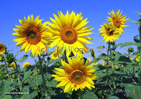 Sunflower Poster