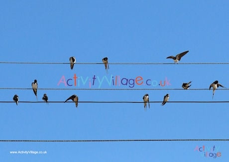 Swallow migration poster