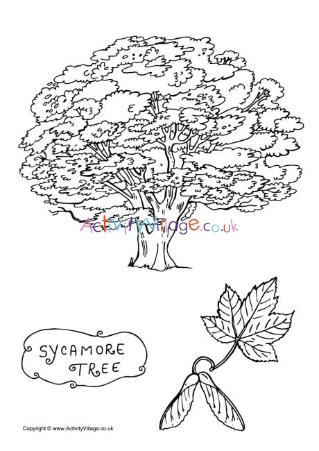 Sycamore tree colouring page