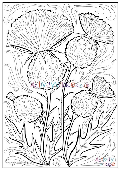 Thistle colouring page 2