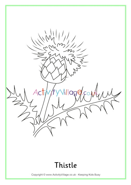 Thistle colouring page