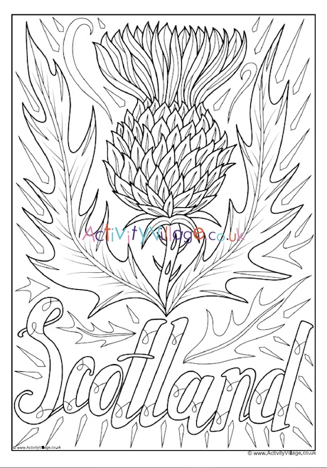 Thistle national flower of Scotland colouring page