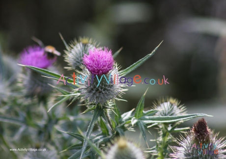Thistle Poster 2