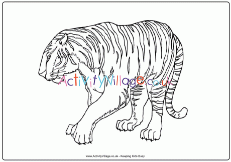 Tiger Colouring Page 3