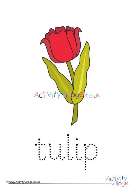 Tulip Word Tracing
