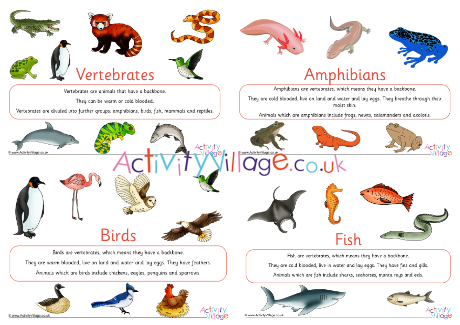 Vertebrates Display Posters Vertebrates Display Posters