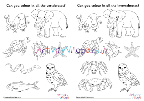 Vertebrates invertebrates colouring pages