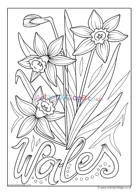 Wales national flower colouring page