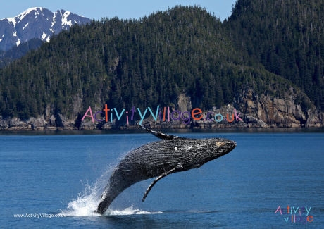 Whale Poster 2
