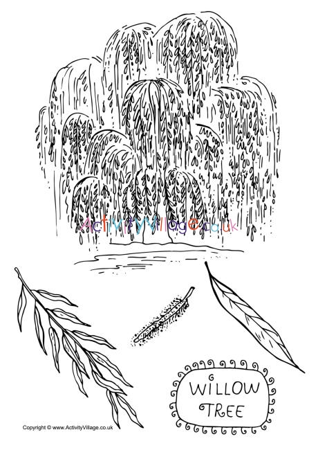 Willow tree colouring page