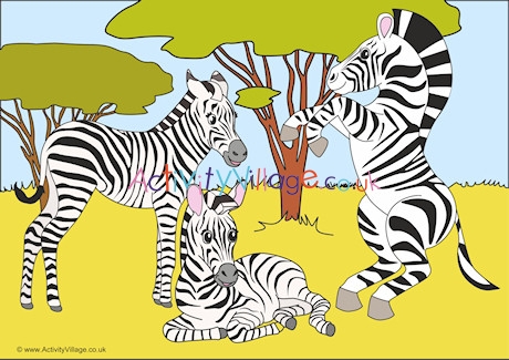 Zebras Scene Poster