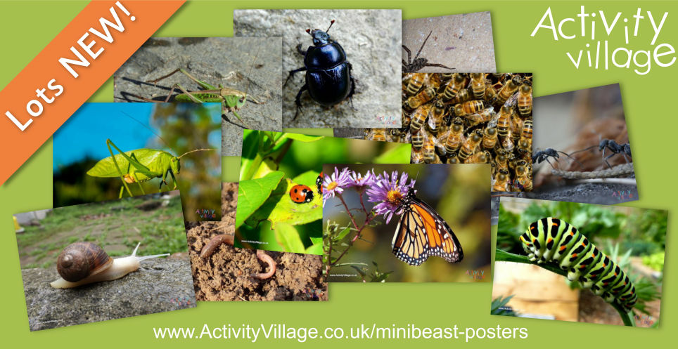 Useful Photographic Minibeast Posters to Print