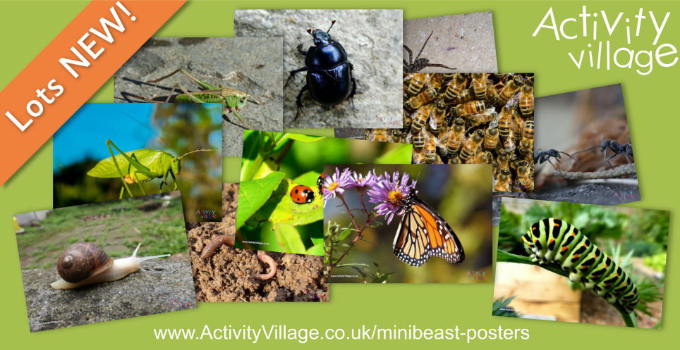 Useful Photographic Minibeast Posters to Print Useful Photographic Minibeast Posters to Print